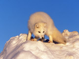 Arctic Fox, Winter Pelage, Alopex Lagopus