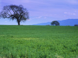 Buy A Tree on a Hillside in Santa Barbara at AllPosters.com