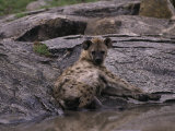Buy Spotted Hyena, Crocuta Crocuta at AllPosters.com