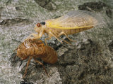 A Brood X, 17-Year Cicada Emerges from its Nymphal Exoskeleton