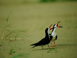 Vocalizing Black Skimmer Birds