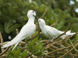 Fairy Terns