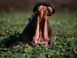 Hippopotamus Showing Territorial Display of Mouth-Opening