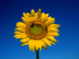 A Single Sunflower Glows against Blue Sky