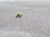 Buy A Porcupine Crosses the Sand and Mud Flats at Copenhagen Creek at AllPosters.com