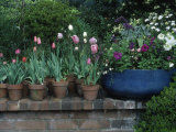 Spring Flowers and Tulips in Pots