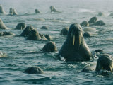 Atlantic Walruses Take a Swim in the Arctic Ocean