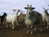 A Herd of Goats on a Desert Ranch