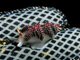 Buy Nudibranch on a Patterned Shell at AllPosters.com