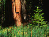 Buy Young Fir Tree Next to Sequoia Tree, Mariposa Grove, Mariposa, USA at AllPosters.com