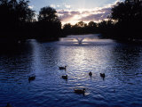 Buy Fountain & Ducks in Water at Sunset at AllPosters.com