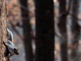 An Eastern Gray Squirrel Stops Halfway Down a Tree Trunk