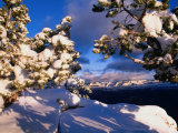 Buy Snow Coverered Tree Branches and Landscape, Grand Canyon National Park, Arizona, USA at AllPosters.com