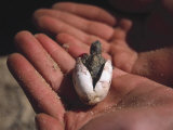 Diamondback Terrapin Hatching