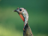 Close View of a Wild Turkey