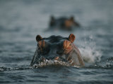 Hippos Swim Through the Chobe River