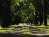 Buy An Unpaved Road Runs Between Two Rows of Trees at AllPosters.com