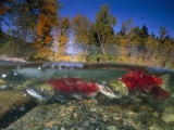 A Female Red Salmon Followed by a Male as They Proceed on Their Migratory Route
