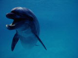 A Bottlenose Dolphin Swims in the Aquarium at Sea Life Park