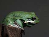 Buy Green Tree Frog, Hyla Cinerea at AllPosters.com