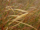 A Close View of Raindrops on the Meadow Grass