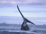 A Bowhead Whale, Also Known as a Greenland Right Whale, Smashes its Tail on the Waters Surface