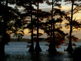 Bald Cypress Trees Growing Along the Banks of Reelfoot Lake