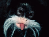 A Captive Emperor Tamarin Sticks its Tongue Out