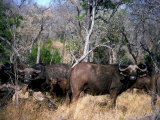 Cape Buffalo Among Trees