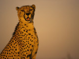 Cheetah, South Africa