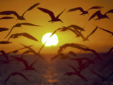 Buy Sunset and Seagulls on Green Key, Port Richey at AllPosters.com