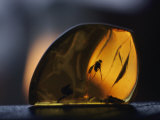 Amber Containing Fossilized Insects