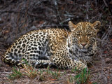 Leopard, Panthera Pardus, Londolozi Game Reserve