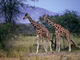 Two Giraffes