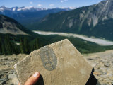 A Trilobite Fossil Found at Burgess Shale