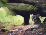 A Florida panther