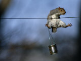 An Eastern Gray Squirrel in Midair