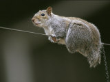 Portrait of an Eastern Gray Squirrel Balancing on a Wire
