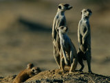 Suricates Stand Alert to Danger with Their Young at Their Feet