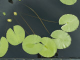 Buy Lilies in a Pond at AllPosters.com