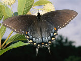 Buy Tiger Swallowtail Butterfly Displaying its Dark Phase at AllPosters.com