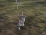 Buy A Wooden Swing Waits for a Rider at AllPosters.com