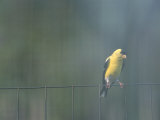 A Male American Goldfinch Perched on a Fence