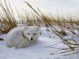 An Arctic Fox Curls up in the Snow for a Nap