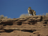 A Mountain Lion Surveys its Domain from Atop a Rock