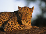 A Leopard, Panthera Pardus, Rests on a Large Tree Limb