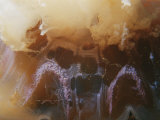 Detail of Jellyfish Tentacles Beneath Bell