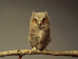 A Screech Owl