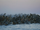 A Group of Walruses, Odobenus Rosmarus, Seek Safety in Numbers