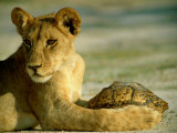 A Young Lion Holding a Leopard Tortoise